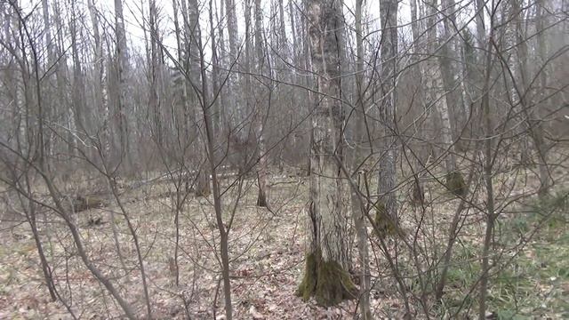 Русские гончие. Звона нагонка. Март смотреть онлайн