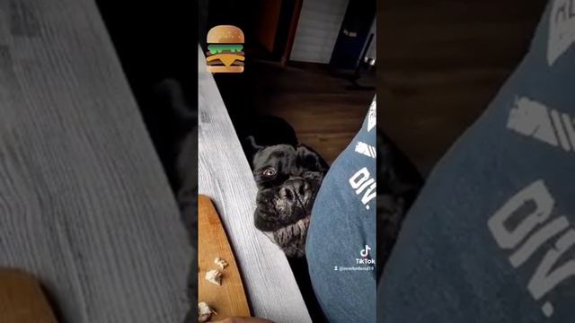 Корсо НЕ ПОПРОШАЙКА! смотреть онлайн