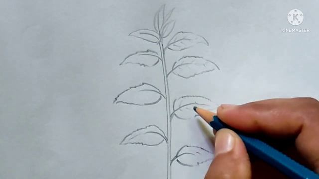 Jute plant drawing/cash crop/fibres ? drawing/kharif crops/rainy season crop#juteplant#fibres#plant смотреть онлайн