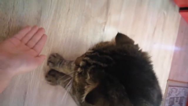 Кот даёт лапу 🐱🐱🐱 смотреть онлайн