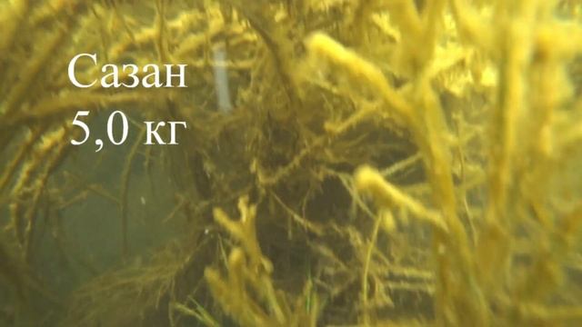 Подводная охота на Веселовском водохранилище. смотреть онлайн