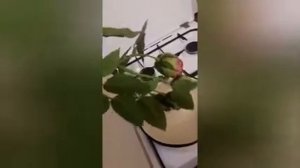 Как отпарить искуственные цветы за 5 минут .