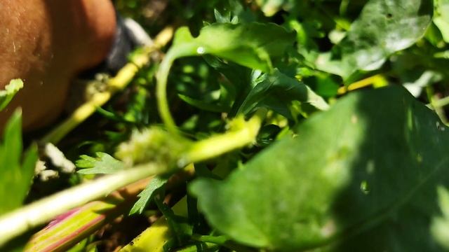 Мой урожай моркови отменный .Благодаря Доломитовой муки она повышается урожайность! смотреть онлайн