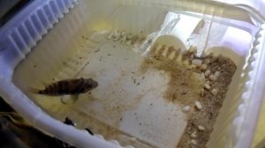 нерест чернополосой цихлазомы