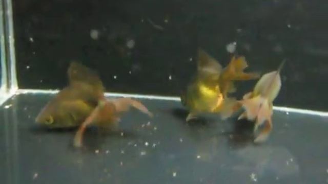 Золотухи смотреть онлайн