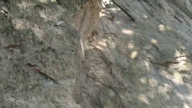 Detector 1008a смотреть онлайн