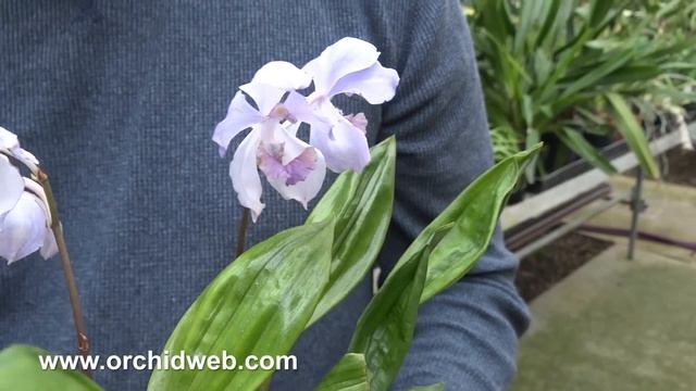 OrchidWeb - Acacallis cyanea смотреть онлайн