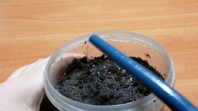 Выращивание земляники Барон Солемахер на рассаду. Посев семян земляники на рассаду. смотреть онлайн