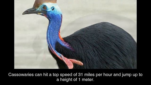 Dangerous Animals [ 8 Cute But Dangerous Animals In The World] смотреть онлайн