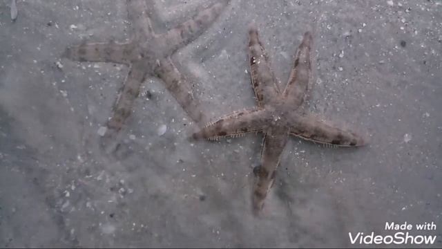 Как ходят морские звезды смотреть онлайн