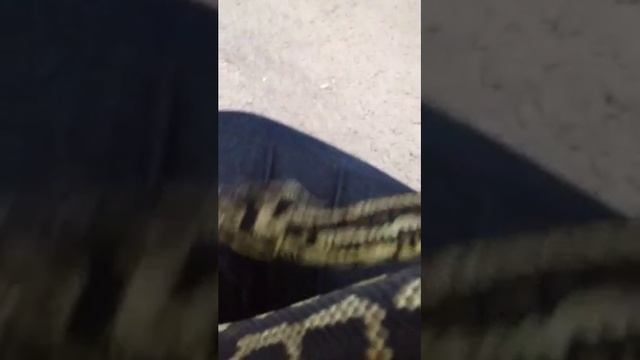 Max- My Irian Jaya Carpet Python смотреть онлайн