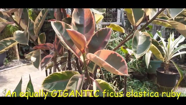 Plant tour GIANT discoveries (You definitely should see these plants!) смотреть онлайн