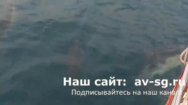 Записал как разговаривают дельфины смотреть онлайн