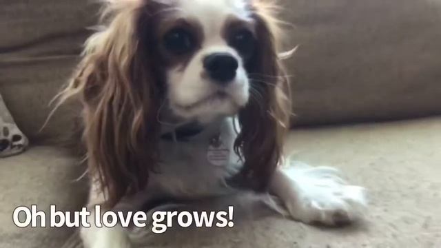 Love grows (doggo edition) смотреть онлайн