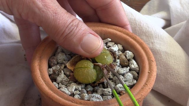 Lithops Stuck In Old Leaves? Here's A Quick Fix! (Satisfying Watch!)