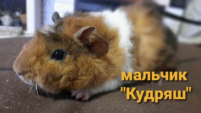 Фото Морских Свинок 4ч смотреть онлайн