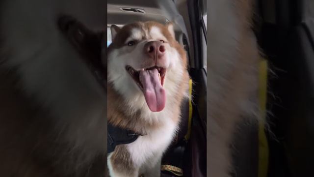 Wooly Siberian Husky | Palynerz Vlog Official