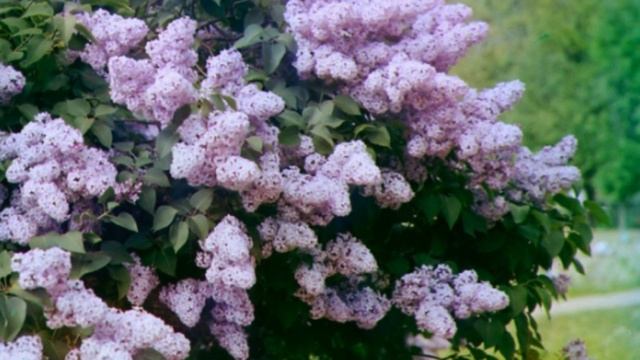 ЭТО БУДЕТ САМЫЙ ЛУЧШИЙ ГОД В. ТРЕТЬЯКОВ смотреть онлайн