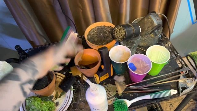 Anacharis Elodea Plant Guide смотреть онлайн