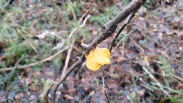 Грибы  в декабре ,дражалка оранжевая и не только.