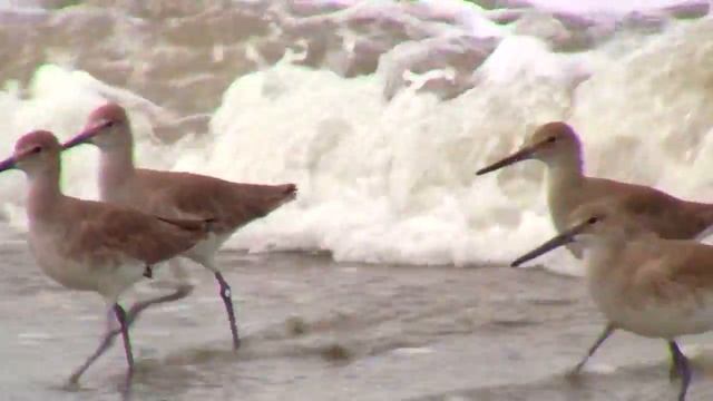 Shorebirds (waders) at the Beach (Ciudad del Carmen, Mexico) смотреть онлайн