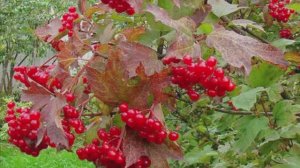 307. ♫  Ян Френкель  - _Калина красная_ (муз. Яна Френкеля - сл. народные в обр. Евгения Синицына)