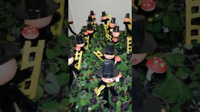 Oxalis deppei New Year's Eve ? смотреть онлайн