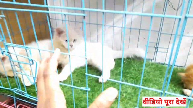Persian kittens cat market in Delhi 2023 | cat market Delhi #catmarketdelhi #parsiankittenssale2023 смотреть онлайн