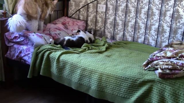 Мейн кун и сноу шу. Кто там под покрывалом? Кошачий детектив! Расследование ведет рыжий кот! смотреть онлайн