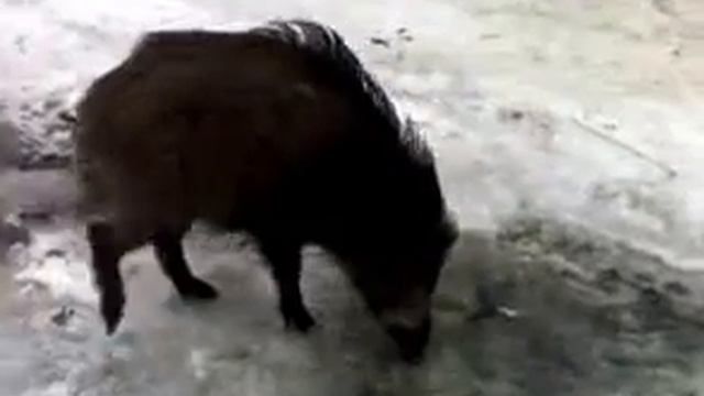 Совсем домашний и ручной дикий кабан Фима смотреть онлайн