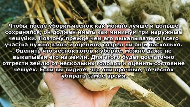 Уборка чеснока. Когда убирать чеснок. смотреть онлайн