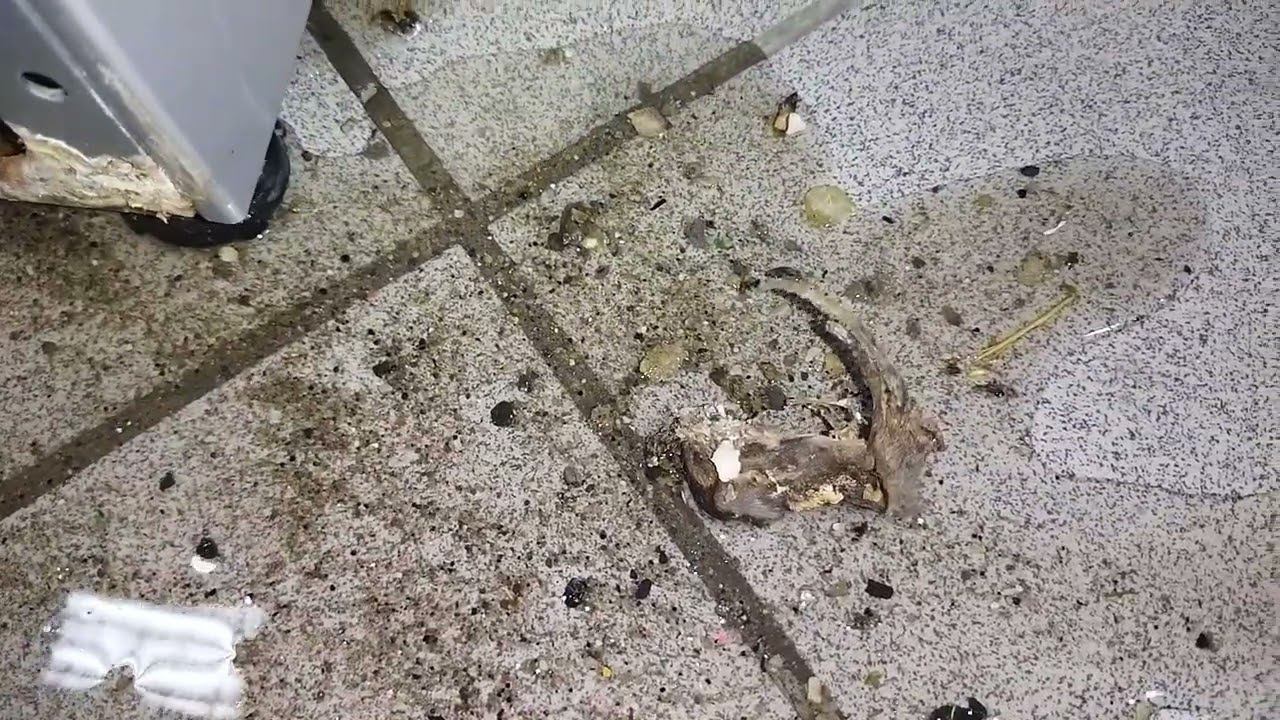 сюрприз в системе слива стиральной машины смотреть онлайн