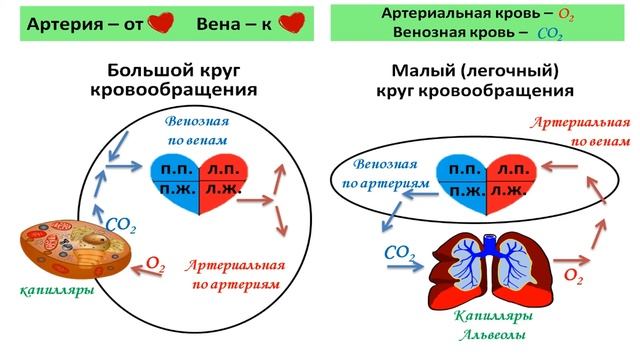 Круги кровообращения. Сердечный цикл: что такое систола и диастола? смотреть онлайн