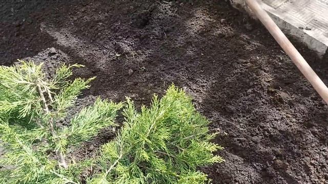 Сажаю клумбу из можжевельников смотреть онлайн