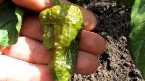 Bhut Jolokia Mustard - Перец-привидение (дух - призрак) Горчица