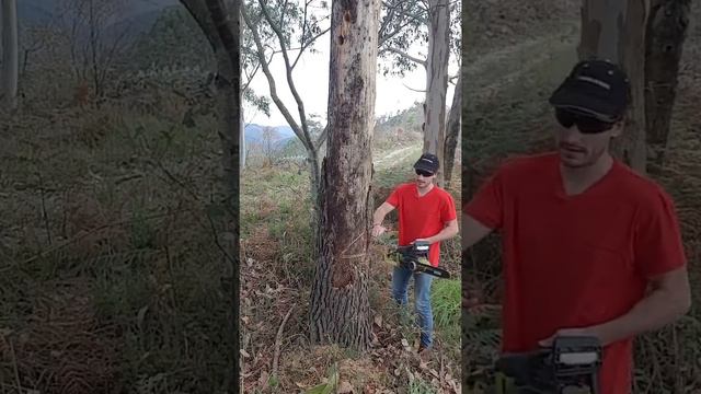 Derribo direccional. Como cortar un árbol con MOTOSIERRA смотреть онлайн