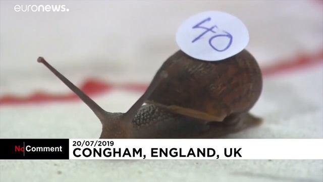 Быстроногие улитки смотреть онлайн