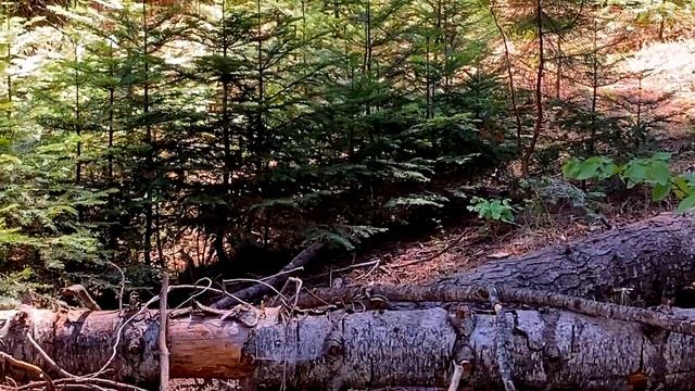 Секвойя парк. США. Влог. смотреть онлайн