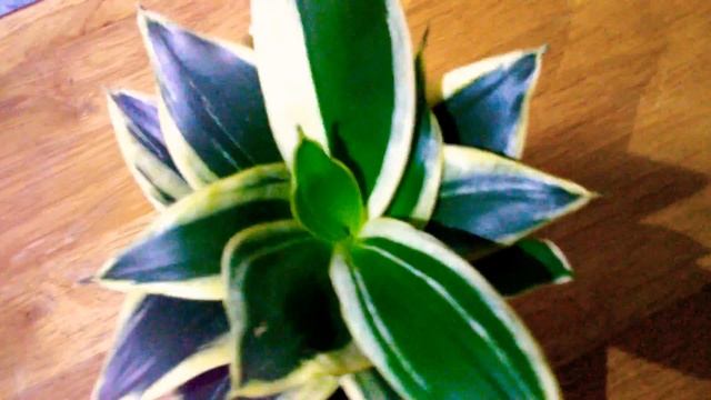 SANSEVIERIA DWARF/HAHNII COLLECTION ?