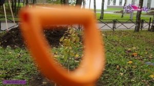 Как посадить дуб?