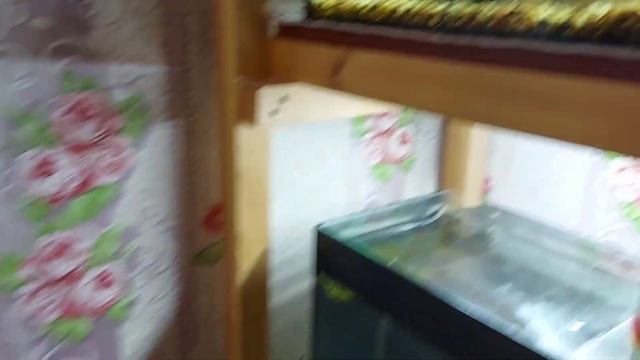 Коряга для сомов и новые рыбки. смотреть онлайн