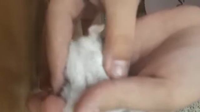 Как определить мальчик или девочка у вас джунгарский хомячок. Видео прислала Ангелина