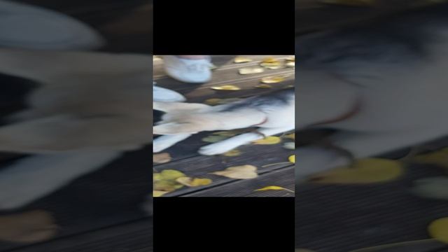 Бело-серый щенок с ошейником. смотреть онлайн