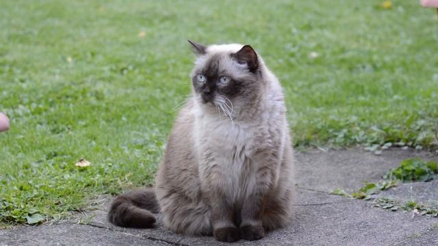 FUNNY and CUTE CATS | Caught On Camera | CAT TV смотреть онлайн