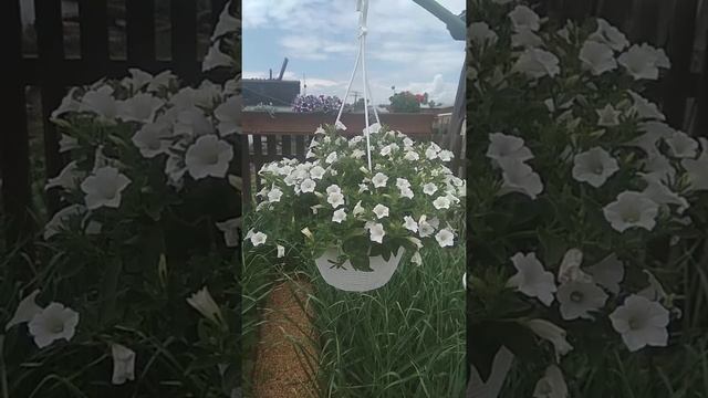 Петуния Бланкет Вайт.