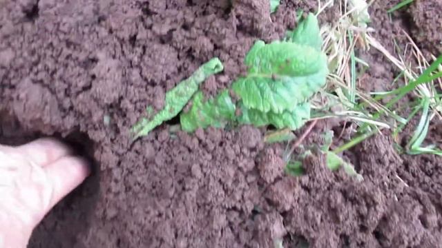 Как прогнать кротов осенью с участка смотреть онлайн