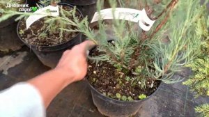 Хвойные и Лиственные для маленького сада Виды и Сорта #ель #туя #береза