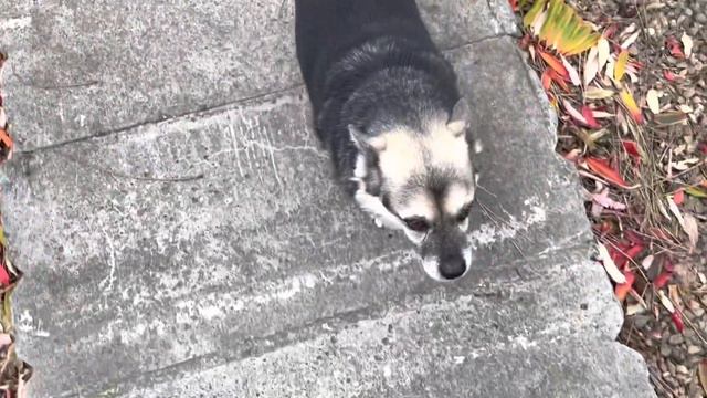 Хмызя - Мелкий Джога… смотреть онлайн