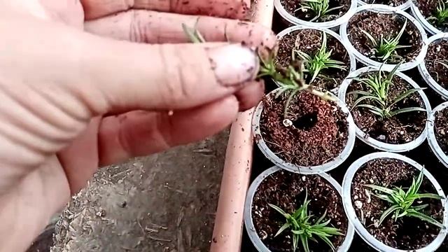 Шиловидный флокс.Черенкование .