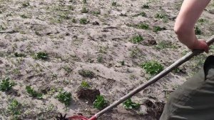 Ручной ротационный культиватор. Прополка междурядий картофеля перед окучиванием.